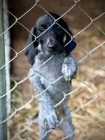 German shorthaired pointer, a female German Shorthaired Pointer for sale in Cleveland, GA – 2 of 4