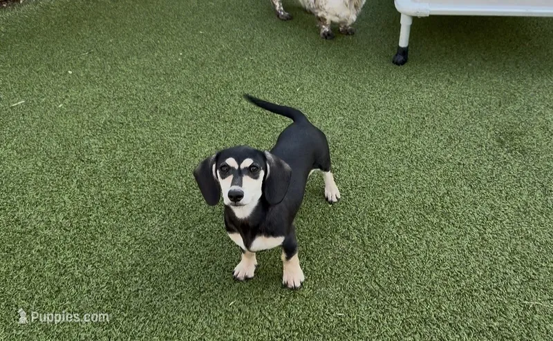 Elvira – Miniature Dachshund puppy for sale in Killeen, TX