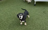 Elvira, a female Miniature Dachshund for sale in Killeen, TX – 1 of 1
