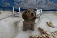 Chocolate Based Shaded Cream Longhair Male, a male Miniature Dachshund for sale in Killeen, TX – 2 of 2
