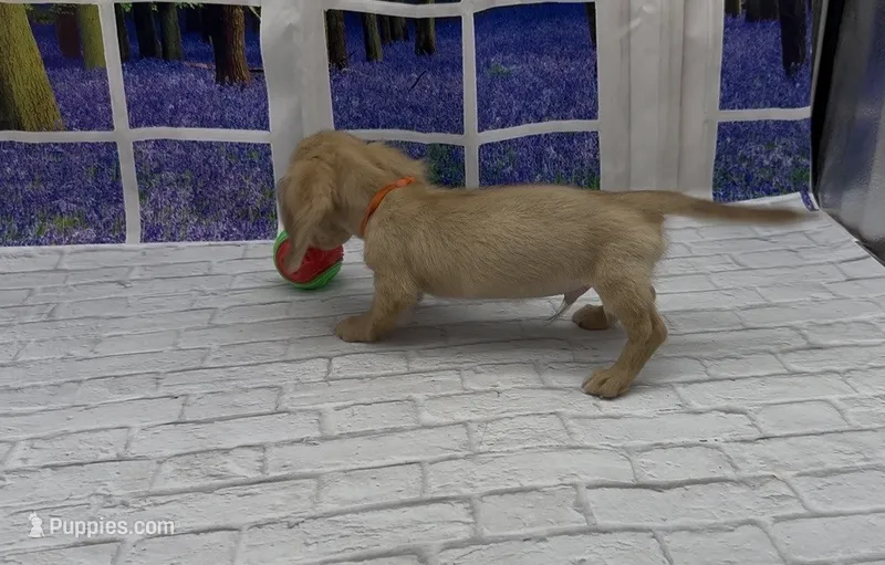 Chocolate Based Cream Longhair Male – Miniature Dachshund puppy for sale in Killeen, TX