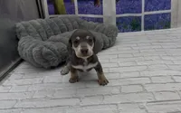 Blue and Cream Smooth Female, a female Miniature Dachshund for sale in Killeen, TX – 2 of 4