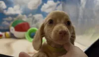 Chocolate Based Cream Longhair Male, a male Miniature Dachshund for sale in Killeen, TX – 1 of 5