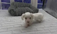 Isabella based Cream Longhair Extreme Piebald, a female Miniature Dachshund for sale in Killeen, TX – 2 of 5