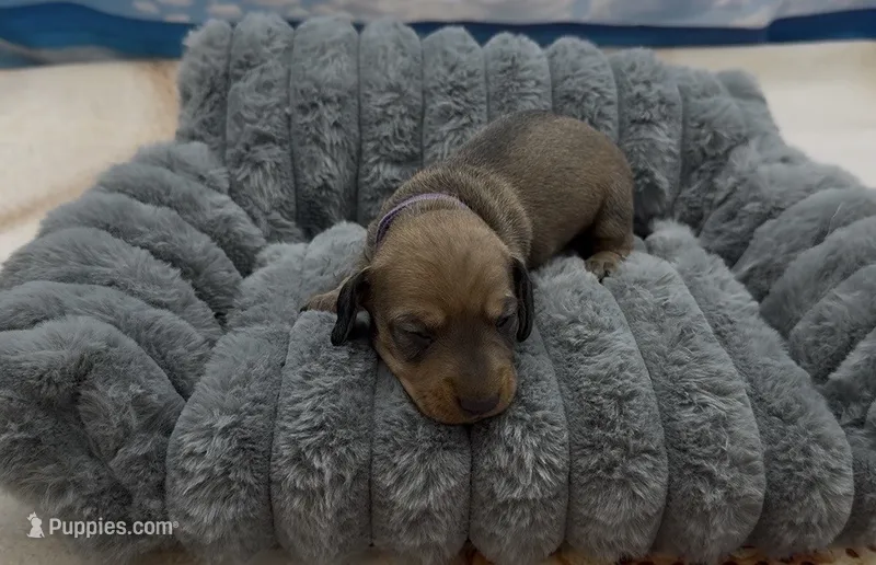 Red Wirehair Male – Miniature Dachshund puppy for sale in Killeen, TX