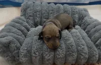 Red Wirehair Male, a male Miniature Dachshund for sale in Killeen, TX – 1 of 1