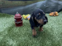 Black and Tan Smooth Female, a female Miniature Dachshund for sale in Killeen, TX – 2 of 2