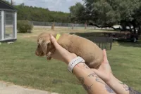 Chocolate Based Cream Longhair Male, a male Miniature Dachshund for sale in Killeen, TX – 2 of 5