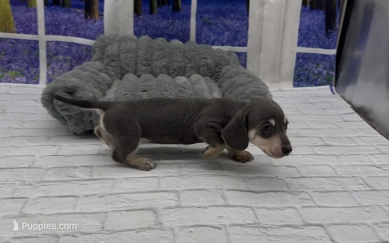 Blue and Cream Smooth Female – Miniature Dachshund puppy for sale in Killeen, TX