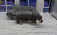 Blue and Cream Smooth Female, a female Miniature Dachshund for sale in Killeen, TX – 1 of 4