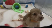 Chocolate Based Cream Longhair Male, a male Miniature Dachshund for sale in Killeen, TX – 4 of 5