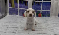 Isabella Based Red Extreme Piebald, a male Miniature Dachshund for sale in Killeen, TX – 2 of 4