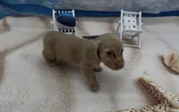 Chocolate Based Cream Longhair Male, a male Miniature Dachshund for sale in Killeen, TX – 3 of 5