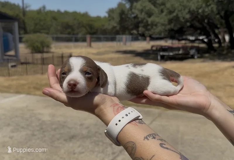 Chocolate and Tan Piebald Smooth – Miniature Dachshund puppy for sale in Killeen, TX