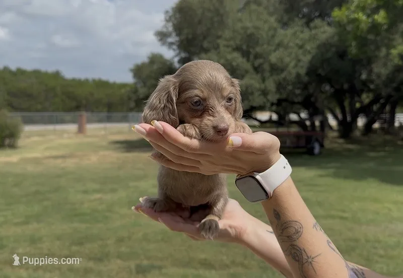 Isabella and Cream Longhair Female – Miniature Dachshund puppy for sale in Killeen, TX