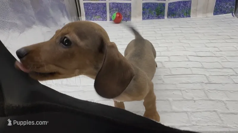 Red Wirehair Male – Miniature Dachshund puppy for sale in Killeen, TX