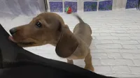 Red Wirehair Male, a male Miniature Dachshund for sale in Killeen, TX – 1 of 4