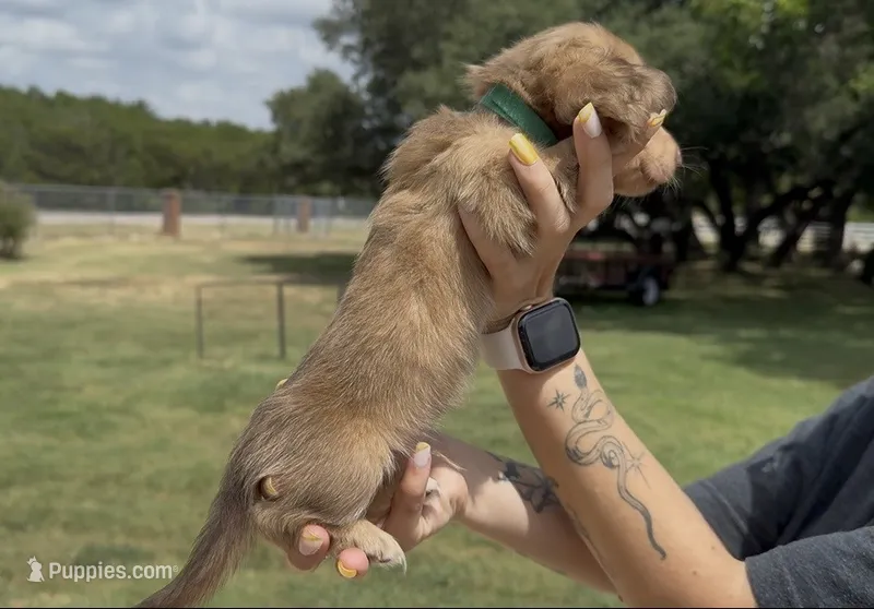 Chocolate Based Shaded Cream Longhair Male – Miniature Dachshund puppy for sale in Killeen, TX