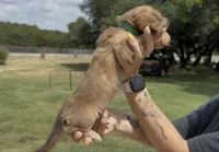 Chocolate Based Shaded Cream Longhair Male, a male Miniature Dachshund for sale in Killeen, TX – 1 of 2
