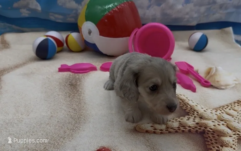 Blue Based Cream Dapple Longhair Female – Miniature Dachshund puppy for sale in Killeen, TX