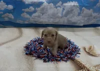 Chocolate Based Cream Longhair Male, a male Miniature Dachshund for sale in Killeen, TX – 4 of 5
