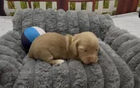Chocolate Based Cream Longhair Male, a male Miniature Dachshund for sale in Killeen, TX – 5 of 5