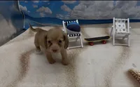 Chocolate Based Cream Longhair Male, a male Miniature Dachshund for sale in Killeen, TX – 2 of 2