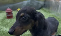 Black and Tan Longhair Female, a female Miniature Dachshund for sale in Killeen, TX – 2 of 2