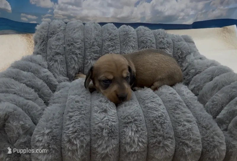Red Wirehair Male – Miniature Dachshund puppy for sale in Killeen, TX