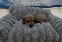 Red Wirehair Male, a male Miniature Dachshund for sale in Killeen, TX – 1 of 1