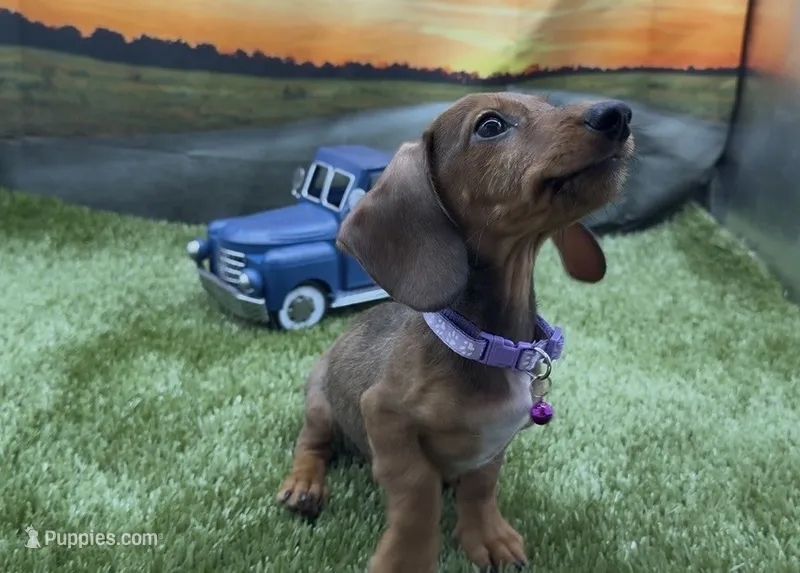 Red Wirehair Male – Miniature Dachshund puppy for sale in Killeen, TX
