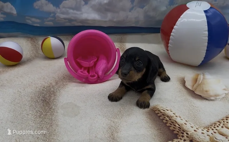 Black and Tan Wirehair Female – Miniature Dachshund puppy for sale in Killeen, TX