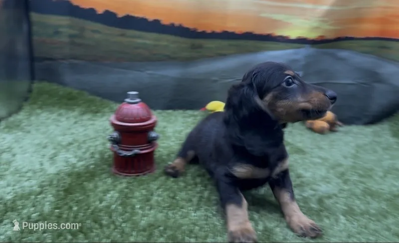 Black and Tan Longhair Female – Miniature Dachshund puppy for sale in Killeen, TX
