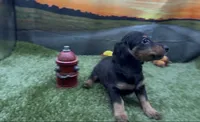 Black and Tan Longhair Female, a female Miniature Dachshund for sale in Killeen, TX – 1 of 2