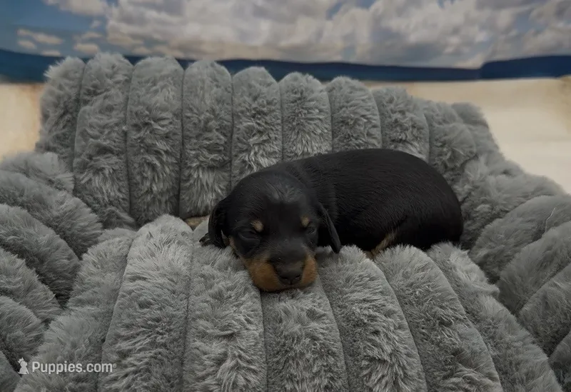 Black and Tan Wirehair Female – Miniature Dachshund puppy for sale in Killeen, TX