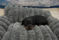 Black and Tan Wirehair Female, a female Miniature Dachshund for sale in Killeen, TX – 1 of 1