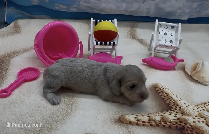 Blue Based Cream Dapple Longhair Female – Miniature Dachshund puppy for sale in Killeen, TX