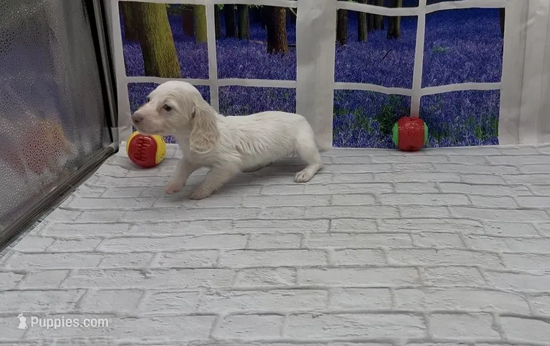 Isabella based Cream Longhair Extreme Piebald – Miniature Dachshund puppy for sale in Killeen, TX