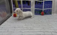 Isabella based Cream Longhair Extreme Piebald, a female Miniature Dachshund for sale in Killeen, TX – 1 of 5