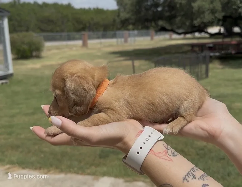 Chocolate Based Cream Longhair Male – Miniature Dachshund puppy for sale in Killeen, TX