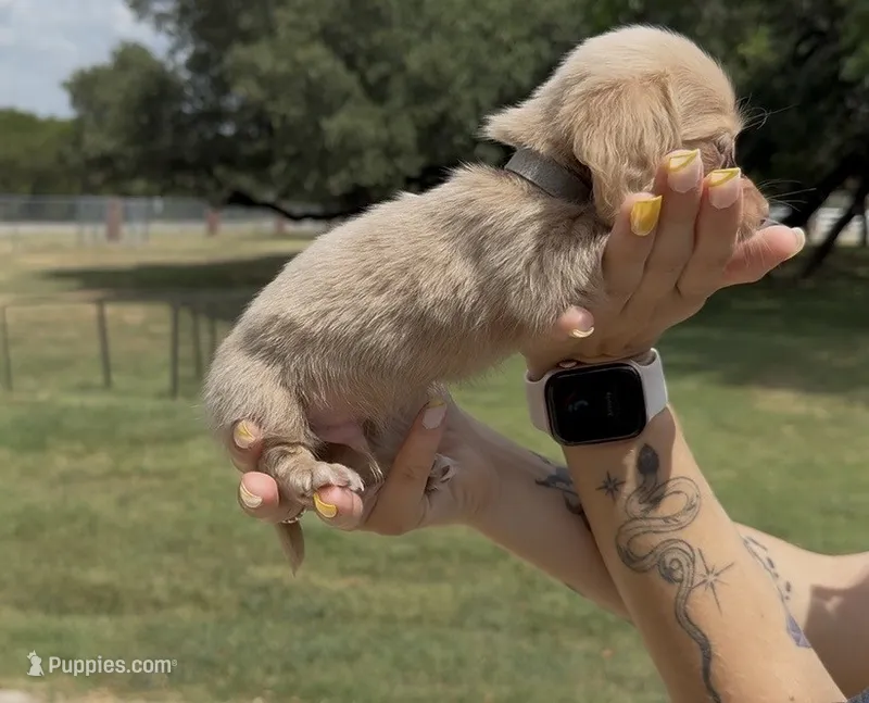 Isabella Based Cream Longhair Male – Miniature Dachshund puppy for sale in Killeen, TX