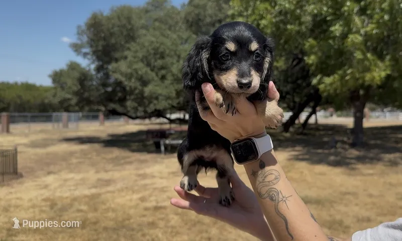 Black and Cream Longhair – Miniature Dachshund puppy for sale in Killeen, TX