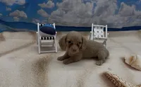 Isabella Based Cream Longhair Male, a male Miniature Dachshund for sale in Killeen, TX – 2 of 2