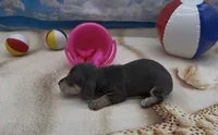 Blue and Cream Smooth Female, a female Miniature Dachshund for sale in Killeen, TX – 3 of 4