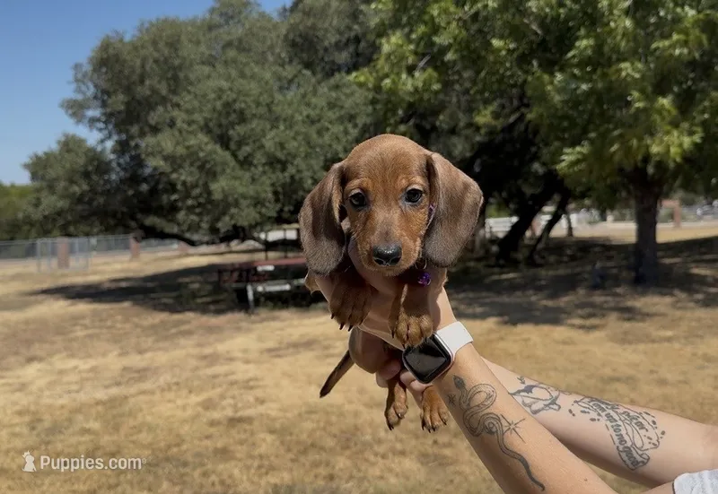 Red Wirehair Male – Miniature Dachshund puppy for sale in Killeen, TX