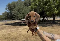 Red Wirehair Male, a male Miniature Dachshund for sale in Killeen, TX – 2 of 6