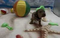 Red Wirehair Male, a male Miniature Dachshund for sale in Killeen, TX – 2 of 4