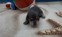 Blue and Cream Smooth Female, a female Miniature Dachshund for sale in Killeen, TX – 4 of 4