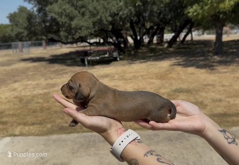 Shaded Red Smooth – Miniature Dachshund puppy for sale in Killeen, TX