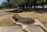 Shaded Red Smooth, a female Miniature Dachshund for sale in Killeen, TX – 1 of 1